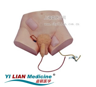 男性導(dǎo)尿模型