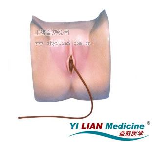 女性導(dǎo)尿模型
