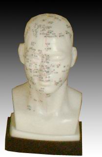 頭針灸模型20CM
