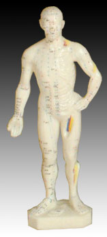 人體針灸模型26CM