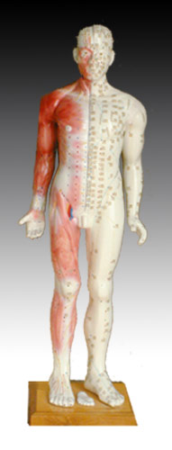 人體針灸模型84CM