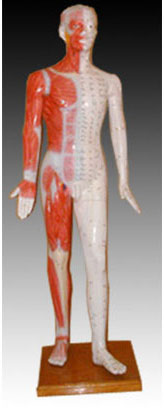 人體針灸模型178CM