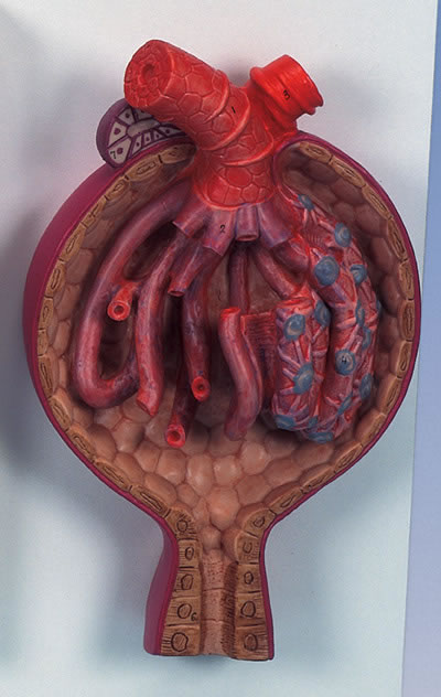腎小體模型